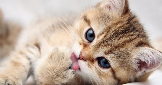 У кота выпадают усы причины что делать стоит ли беспокиться
