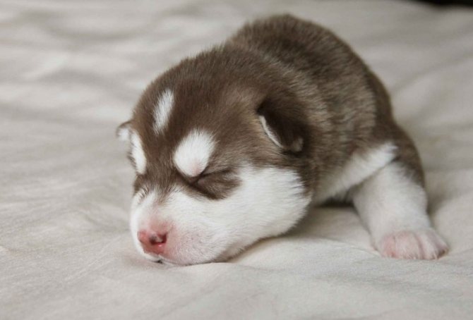 У щенка не открываются глаза после рождения
