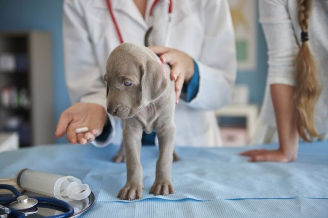 У щенков парвовирусный гастроэнтерит сложно поддается лечению