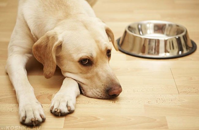 У собаки лежащей на полу нет аппетита