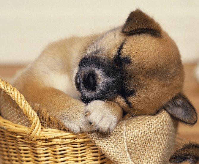 У спящего щенка мордочка может быть сухой.