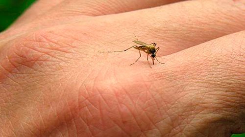 Учимся отличать укус клопа от укусов других насекомых, а также от аллергии и обычных прыщиков