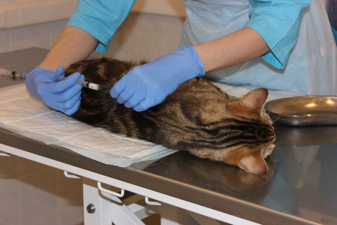 Удаление матки практикуют для того, чтобы кошка не заболела различными болезнями