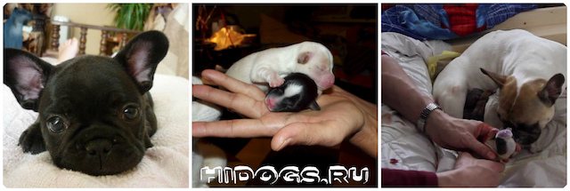 Уход во время беременности и подготовка к родам у французского бульдога, особенности родового процесса, уход за щенками.