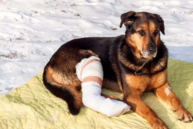 Уход за собакой с параличом задних лап