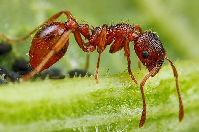 Укусы муравьев