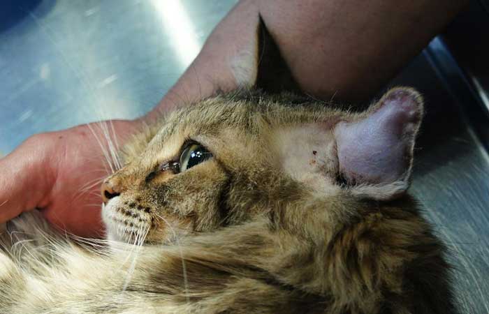 Ушная гематома у кошки
