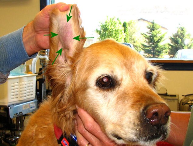 Ушная гематома у пса