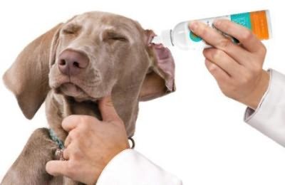 ушные капли с антибиотиком для собак