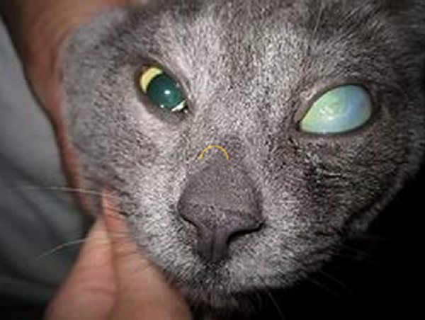 Увеличение глазного яблока - характерный симптом глаукомы у кошек