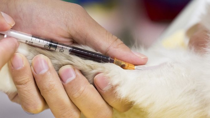 Увеличены лимфоузлы у кота на шее Советы врачей