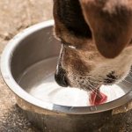 в каких случаях собака начинает пить много воды