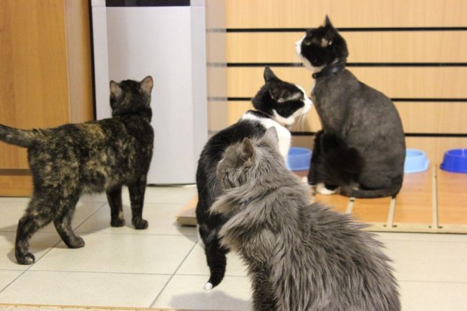В котокафе можно погладить котов и кошек и поиграть с ними, а также насладиться их мурчанием