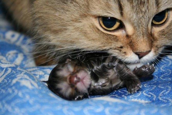 В норме кошка сама перегрызает пуповину и ухаживает за новорожденными