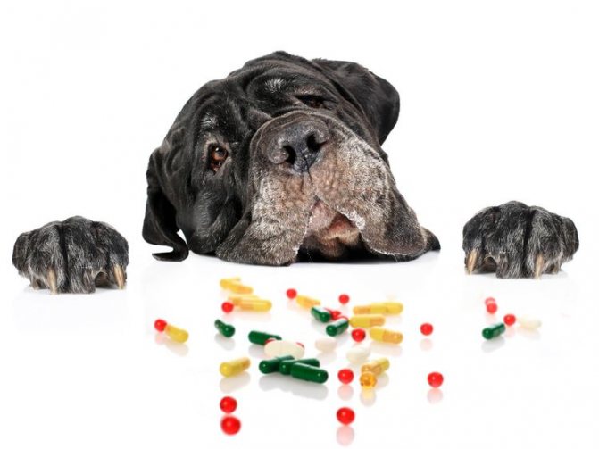 В рацион собаки так же можно добавить витамины, но только после консультации с врачом