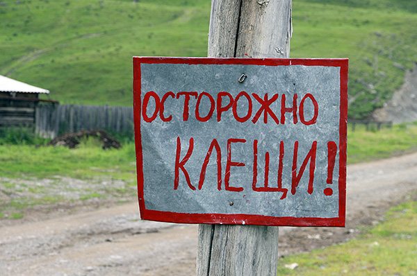 В России пик активности клещей приходится на летние месяцы.