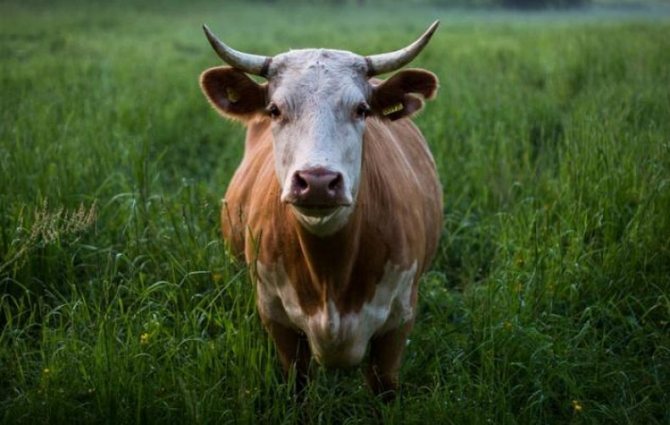 Вагина коровы, как лечить вагинит у коровы, лечение вагинита у коров