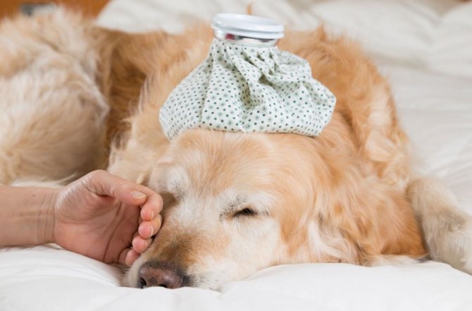 Вагинит у собак: симптомы, лечение и уход за больным животным