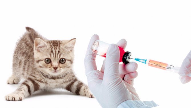 Вакцинация кота