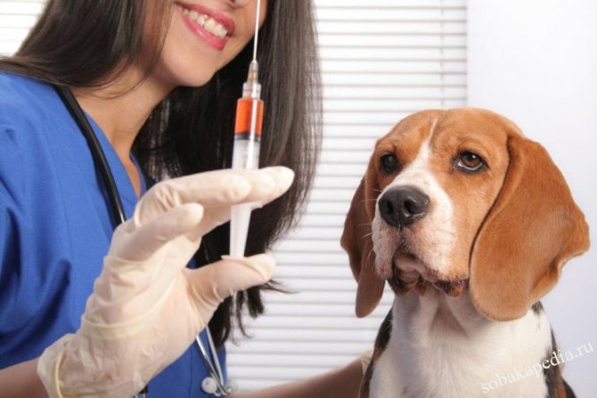 Вакцинация собак — описание и график прививок