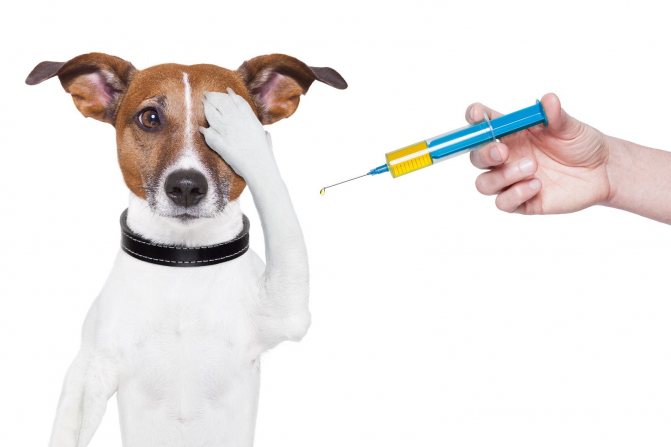 Вакцинация собаки