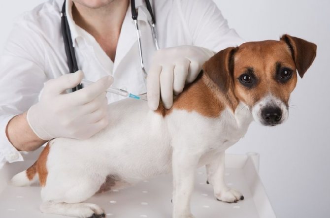 Вакцинация является обязательной процедурой для собак