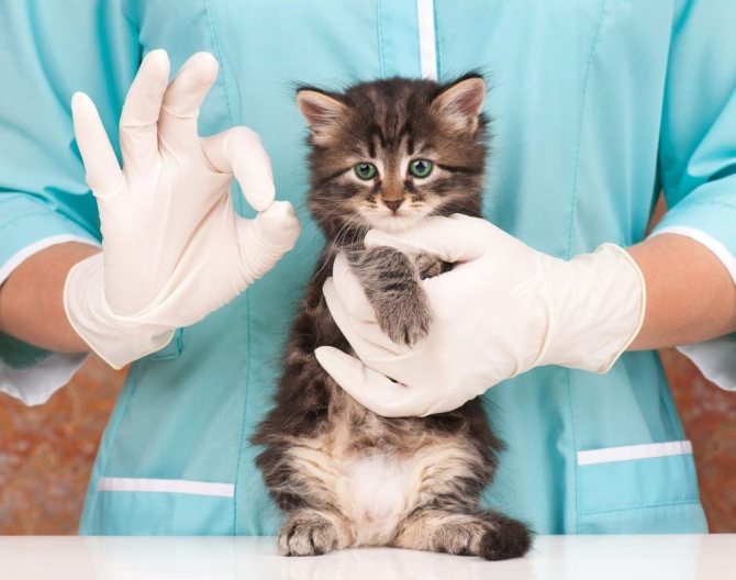 Вакцину можно колоть всем представителям семейства кошачьих