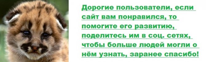 Вакдерм для собак инструкция, применение, отзывы