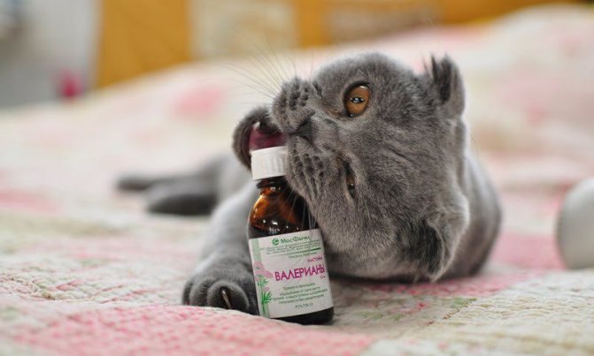 Валериана в чистом виде не рекомендуется при лечении стресса у кошек