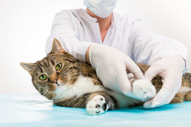 Важно как можно скорее доставить упавшего кота к ветеринару