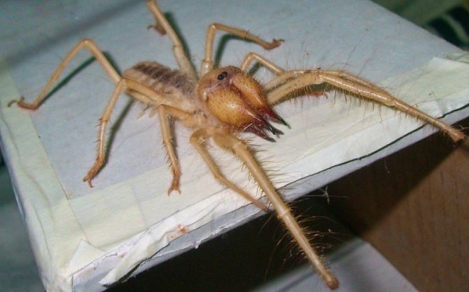 Верблюжий паук (Solifugae) В России известен под именем фаланга. Они выглядят так, будто явились из ночного кошмара арахнофоба и ведут себя соответствующе. Верблюжьи пауки непредсказуемы, способны разгоняться до 16 км/ч и их укус крайне болезнен. К счастью, они не ядовиты. Встречаются в любых засушливых местах, но по какой-то причине совсем не распространены в Австралии.