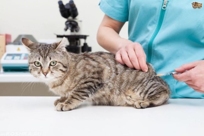 Ветеринар делает кошке укол