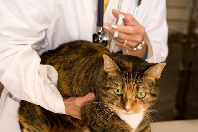 Ветеринар делает прививку кошке