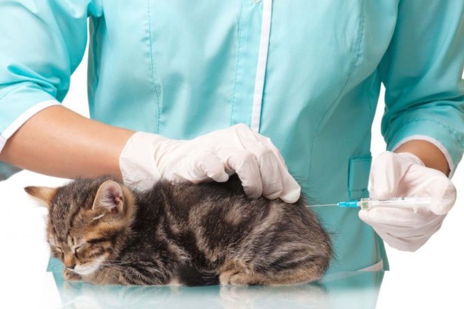 Ветеринар делает укол котёнку в бедро
