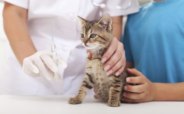 ветеринар держит котёнка