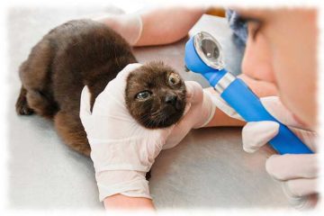 ветеринар осматривает глаз у кота