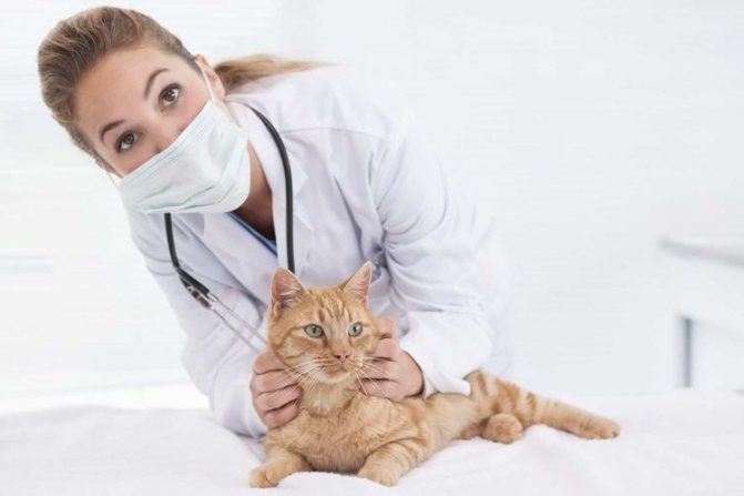 Ветеринар осматривает кота