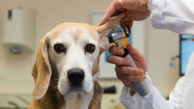 Ветеринар осматривает ухо собаке