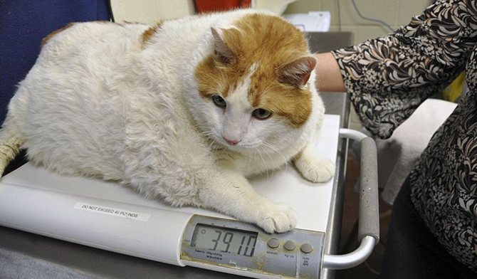 Ветеринар посоветует, какой именно вес подойдет конкретно Вашей кошке
