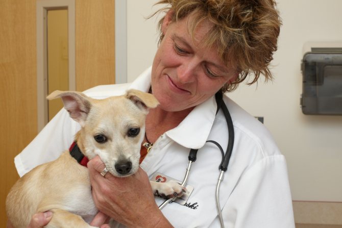 Ветеринар с щенком на руках