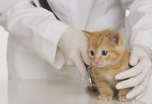 Ветеринар слушает котенка