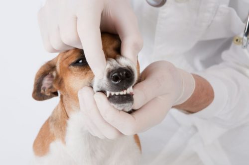 Ветеринар смотрит прикус у пса