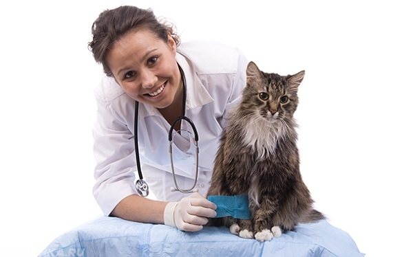 Ветеринар в белом халате и кошка