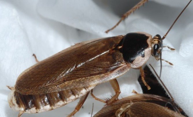 Вид летающего таракана