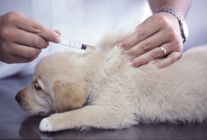 виды вакцин для щенков и собак