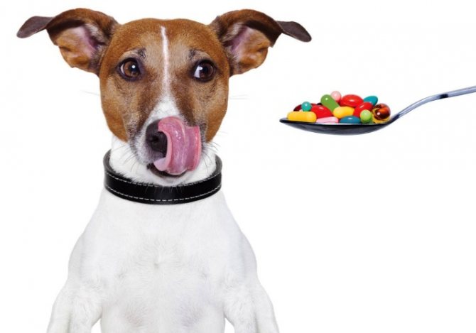 Витамины для собаки - польза