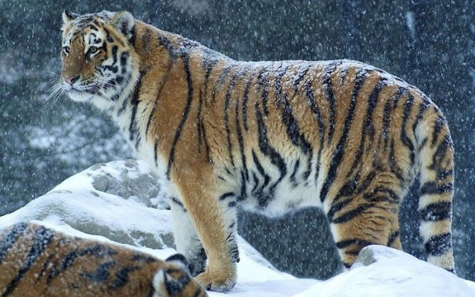 Внешнее описание амурского тигра