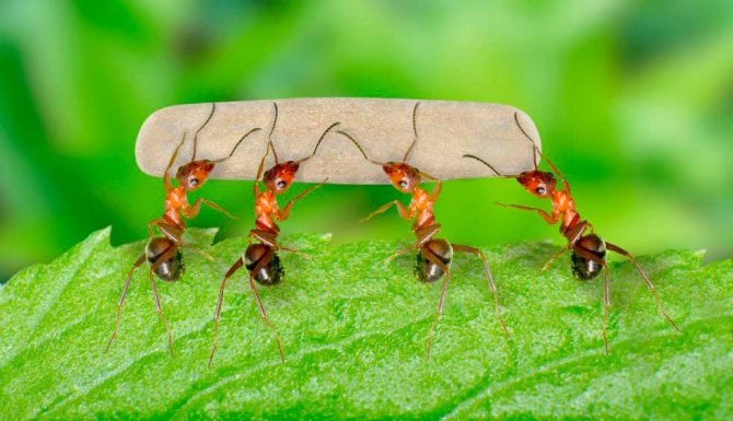 Во сне муравьи что-то несут - что это значит?