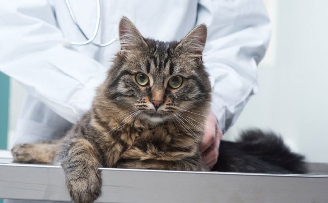 Во время проведения анализа у кошки берут венозную кровь