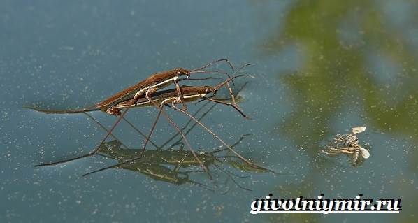 Водомерка-насекомое-Образ-жизни-и-среда-обитания-водомерки-8